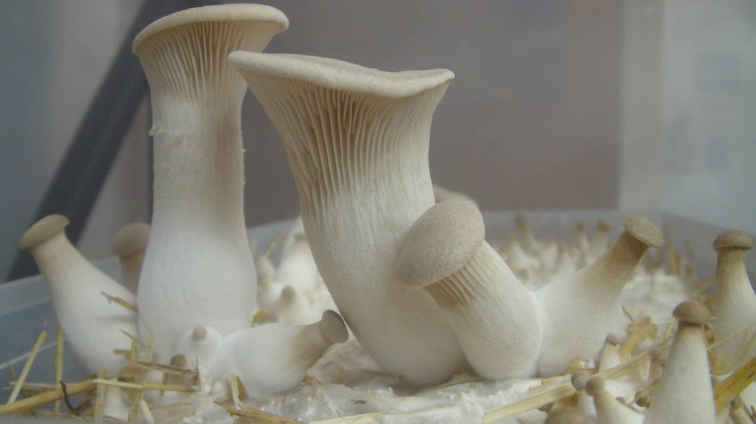 Growing Oyster Mushrooms Indoors
 Growing Mushrooms Outdoors VS Indoors