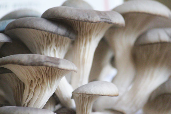 Growing Oyster Mushrooms Indoors
 Growing Oyster Mushrooms The plete Beginner s Guide