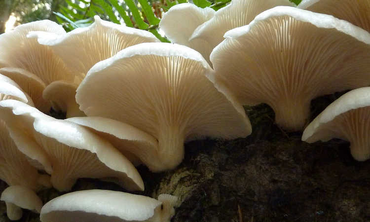 Growing Oyster Mushrooms Indoors
 How To Grow Your Oyster Mushrooms Step By Step