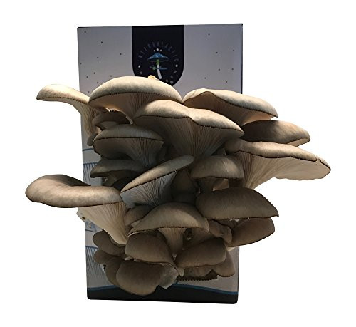 Growing Oyster Mushrooms Indoors
 Oyster Mushroom Growing Kit by Intergalactic Mushroom