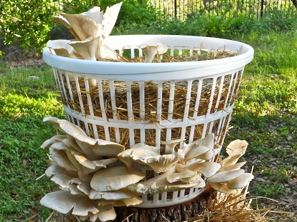 Growing Oyster Mushrooms Indoors
 Vegans Living f the Land Ideas for Growing mushrooms in