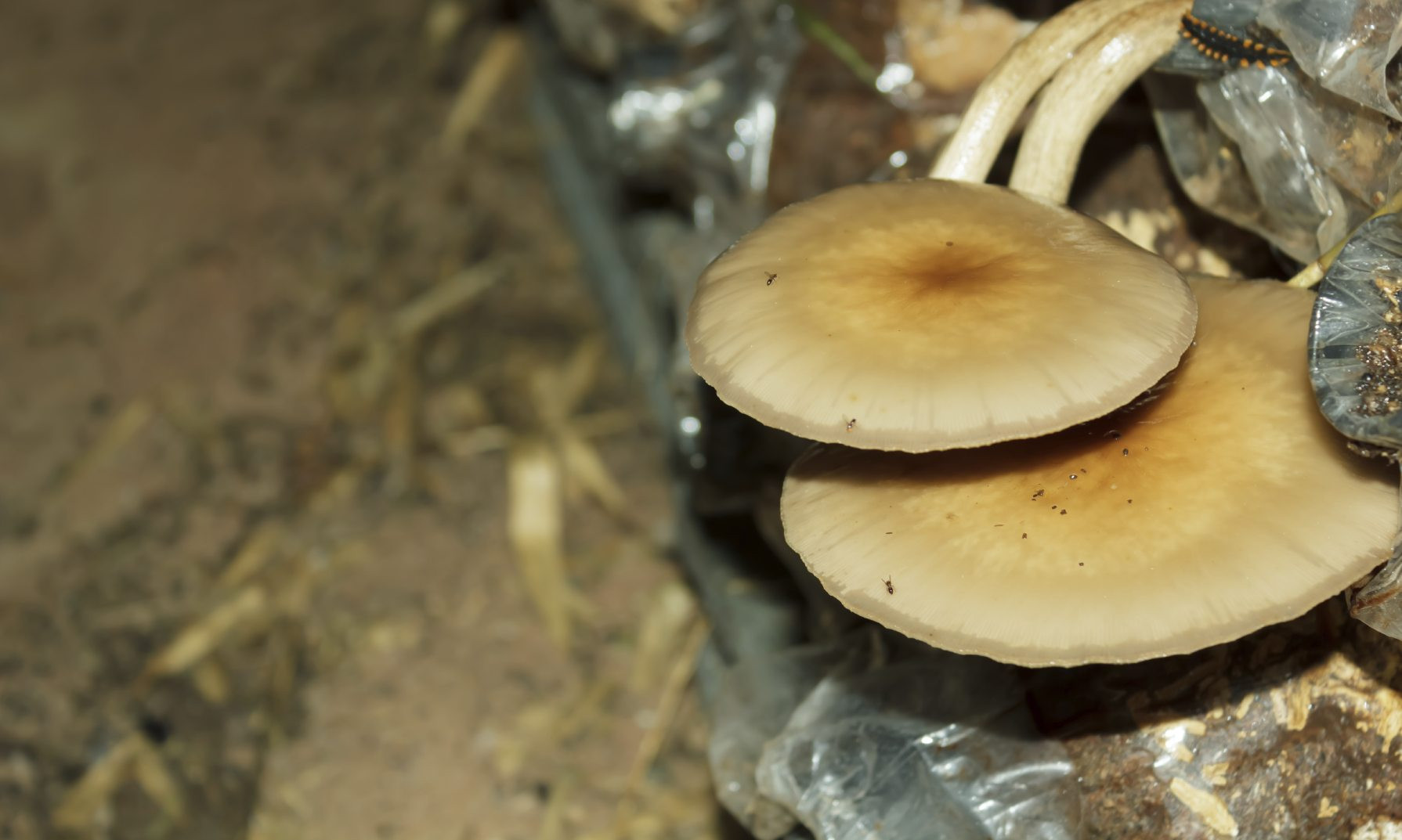 Growing Oyster Mushrooms Indoors
 Growing Oyster Mushrooms Learn About The Cultivation