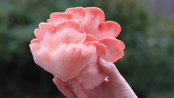 Growing Oyster Mushrooms Indoors
 How to grow oyster mushrooms at home