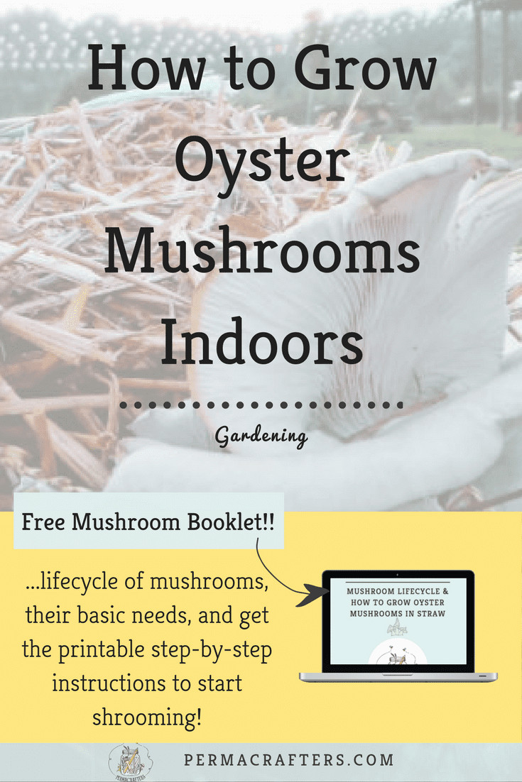 Growing Oyster Mushrooms Indoors
 How to Grow Oyster Mushrooms Indoors Permacrafters