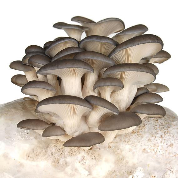 Growing Oyster Mushrooms Indoors
 Grey Oyster Mushroom Growing Kit plete Fungi by HandyPantry