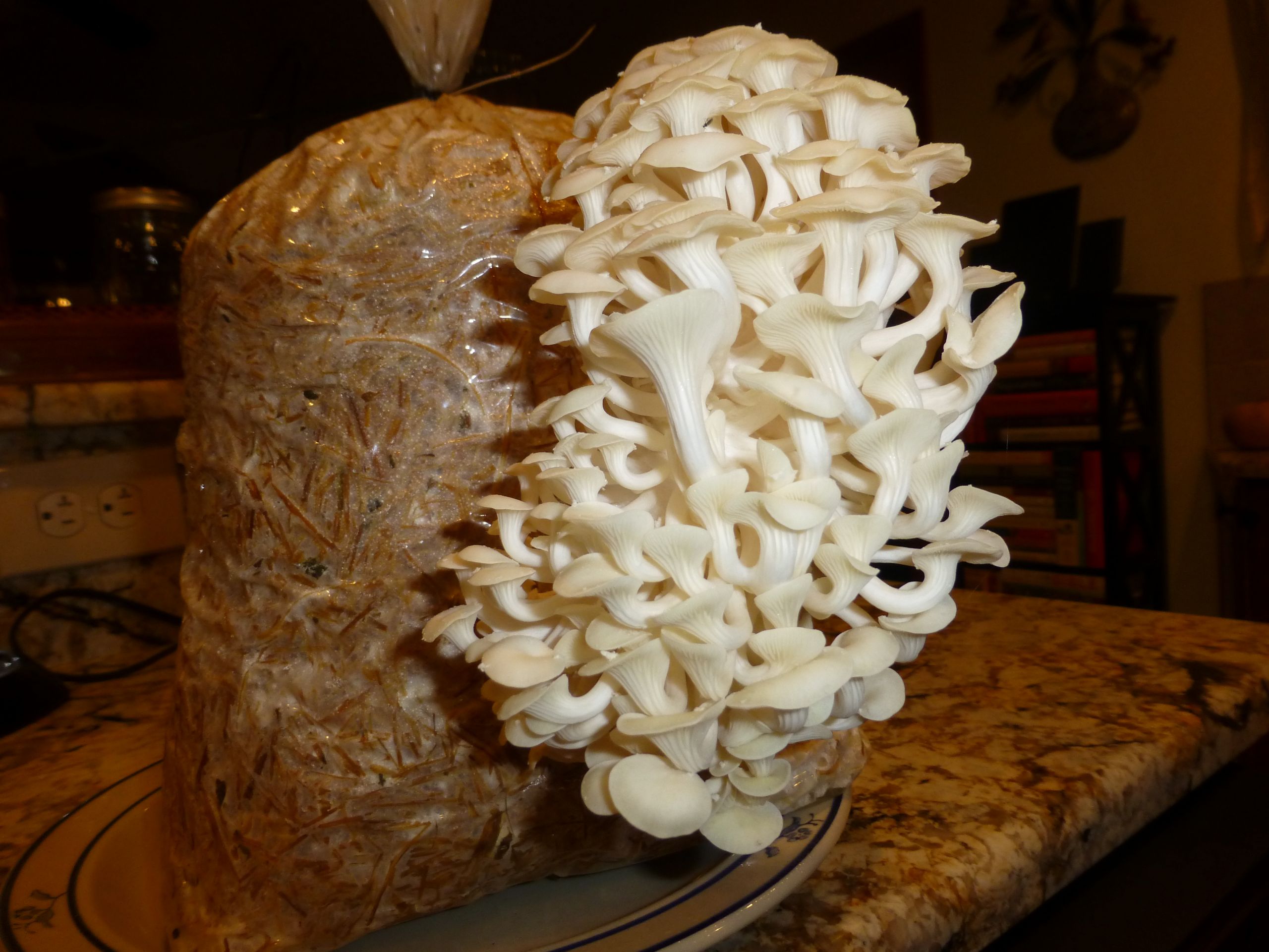 Growing Oyster Mushrooms Indoors
 Making it Easy to Grow Your Own Mushrooms — Veggie