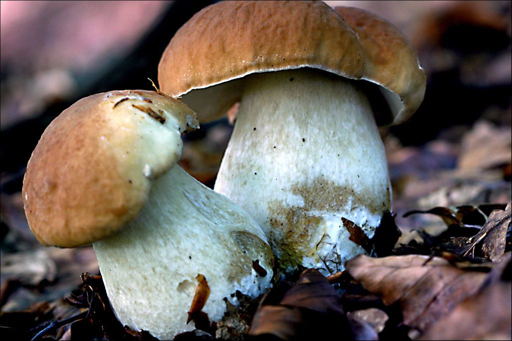 Growing Porcini Mushrooms
 Pin by John Lastas on Growing mushrooms at home
