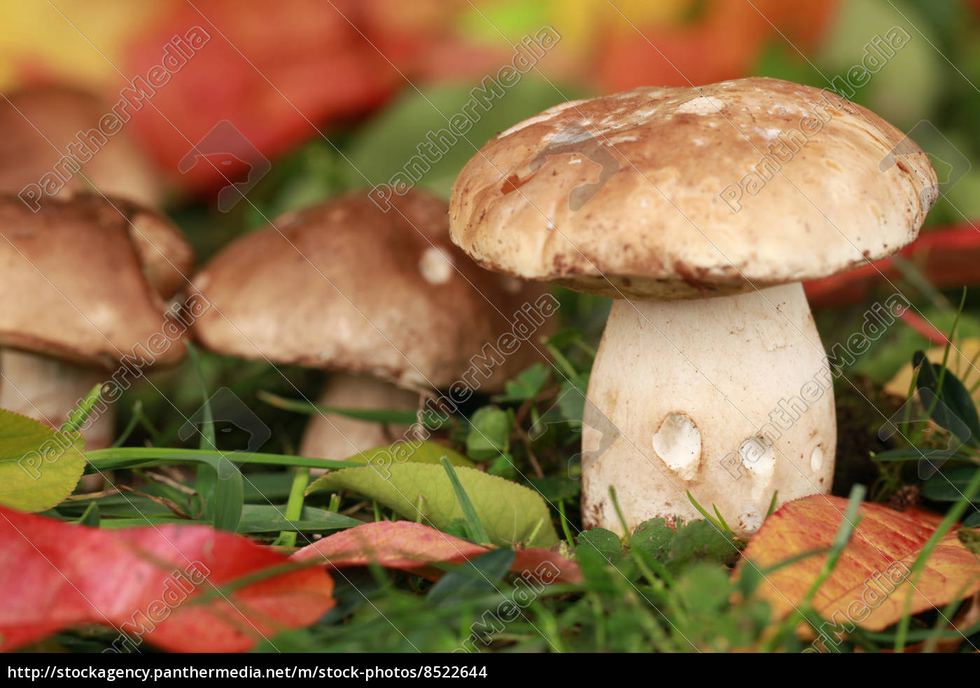 Growing Porcini Mushrooms
 porcini mushrooms growing in a forest Royalty free photo