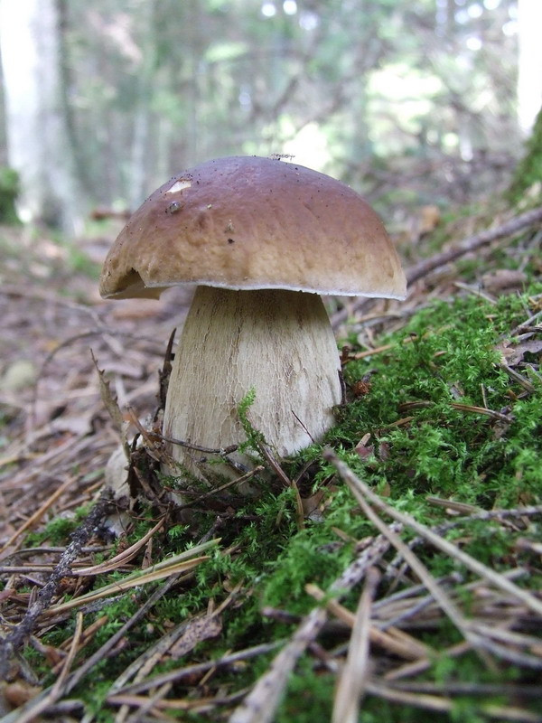 Growing Porcini Mushrooms
 10 Most delicious mushrooms Vegua