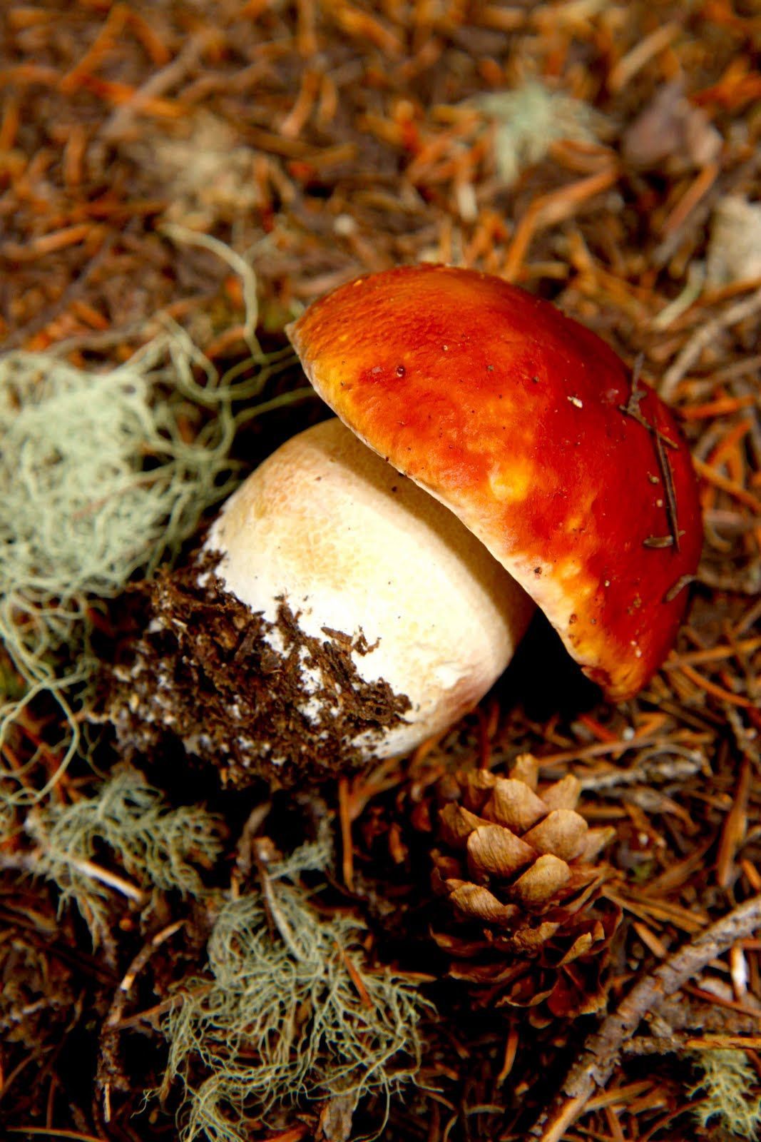 Growing Porcini Mushrooms
 Boletus Edulis aka king bolete or porcini mushroom
