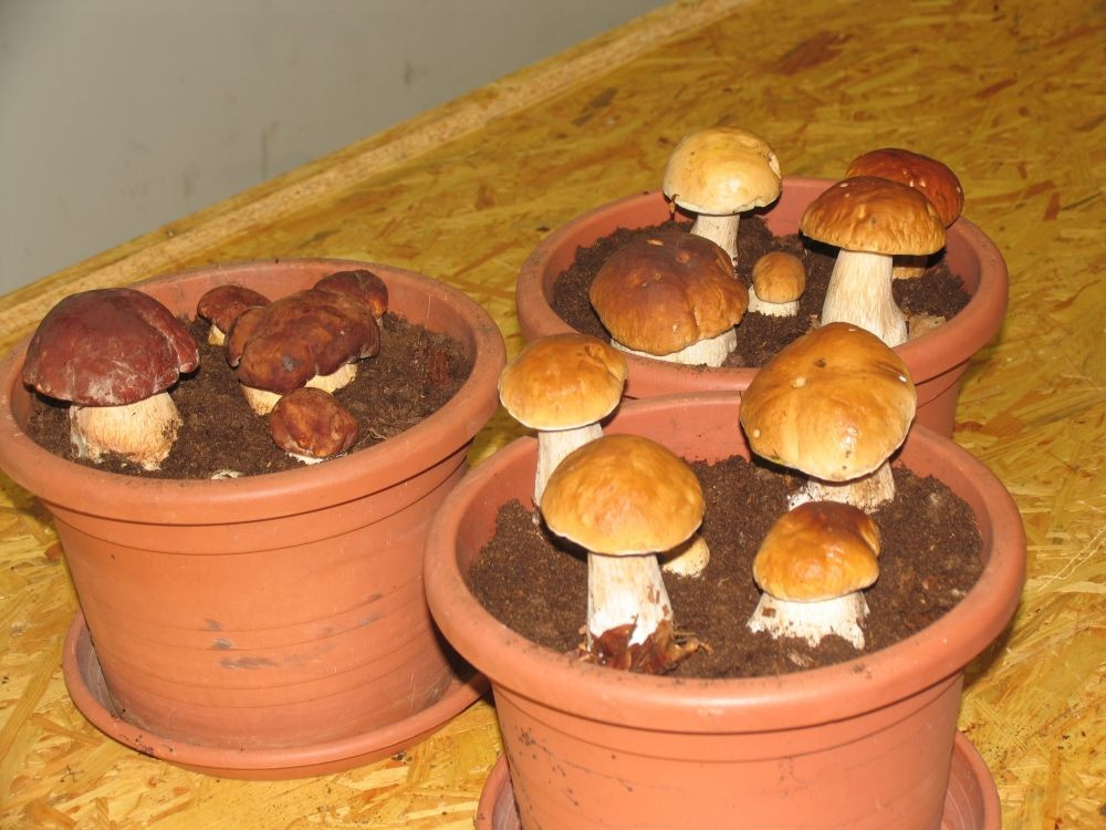 Growing Porcini Mushrooms
 Cute growing porcinis mushrooms