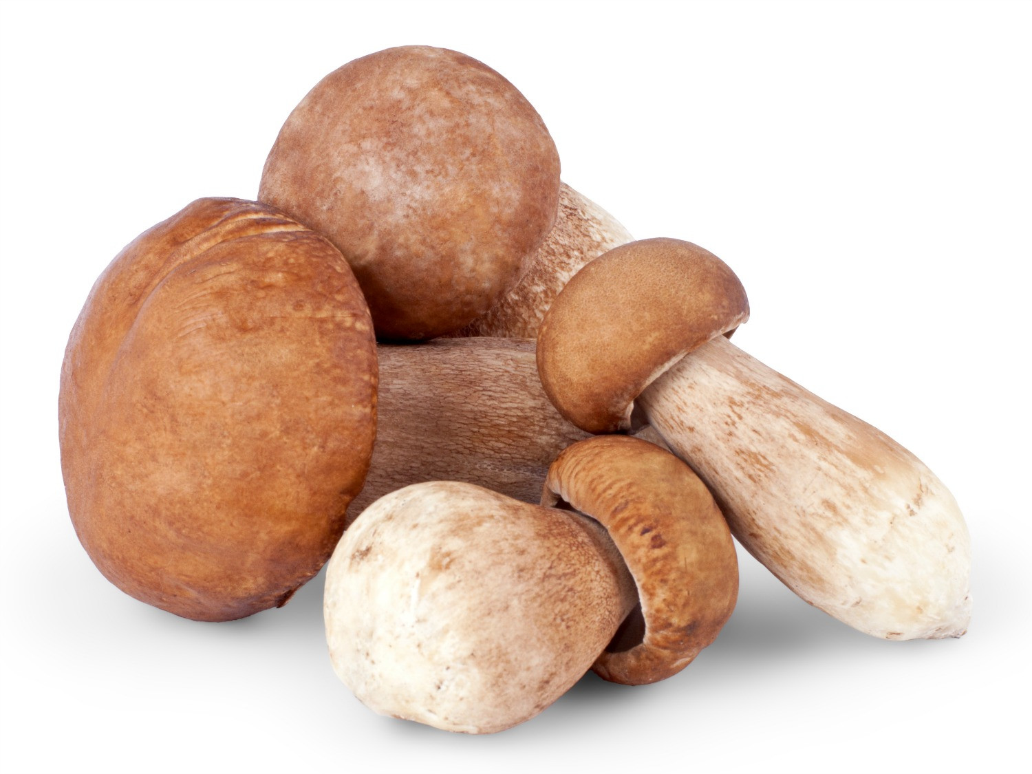 Growing Porcini Mushrooms
 The Serious Eats Mushroom Shopping Guide