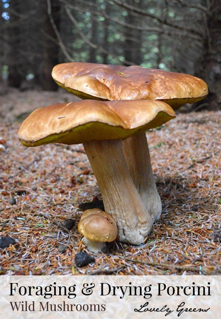 Growing Porcini Mushrooms
 Best 25 Porcini mushrooms ideas on Pinterest
