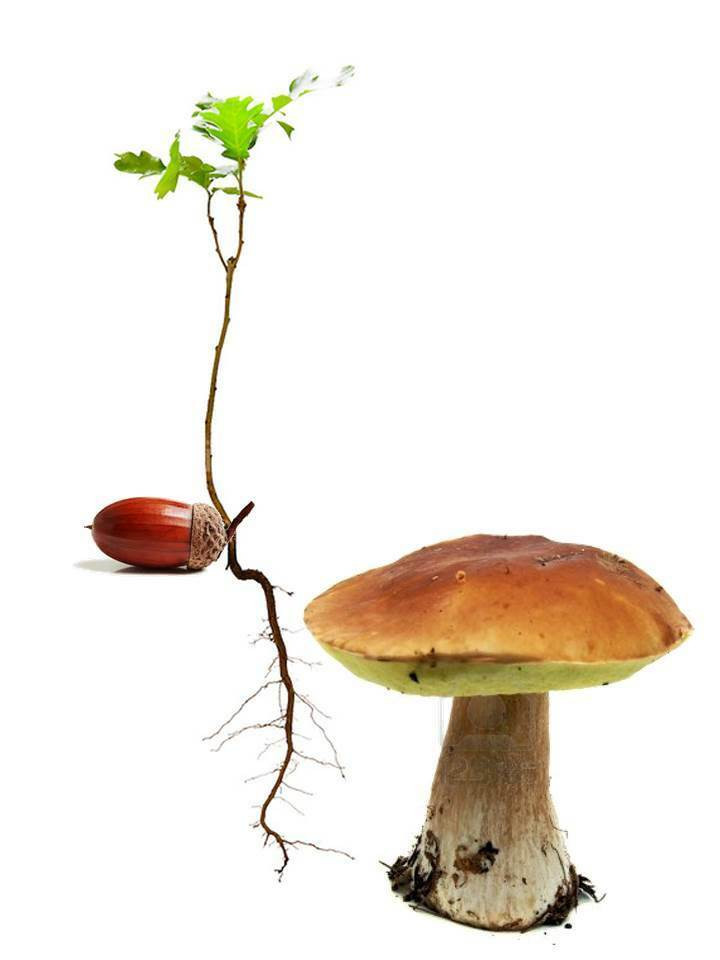 Growing Porcini Mushrooms
 Grow your own porcini mushrooms Boletus edulis from