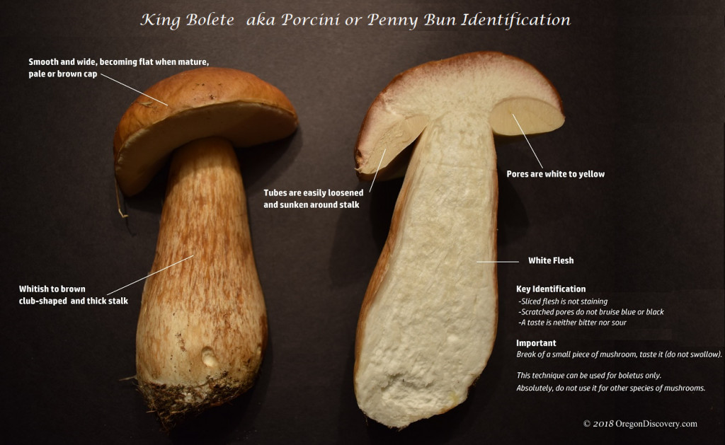 Growing Porcini Mushrooms
 Pacific Northwest Boletes Wild Mushrooms Oregon Discovery