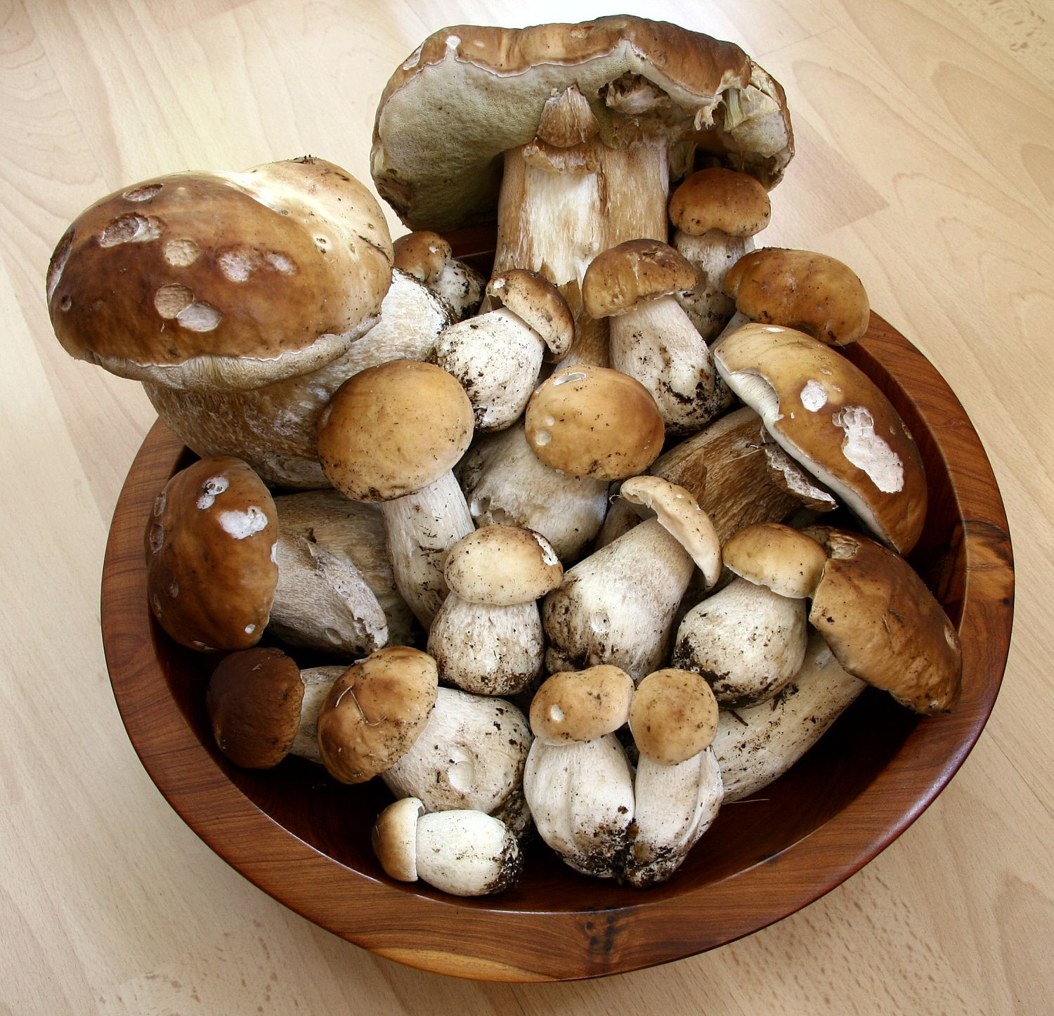 Growing Porcini Mushrooms
 Porcini Google Search Mushrooms