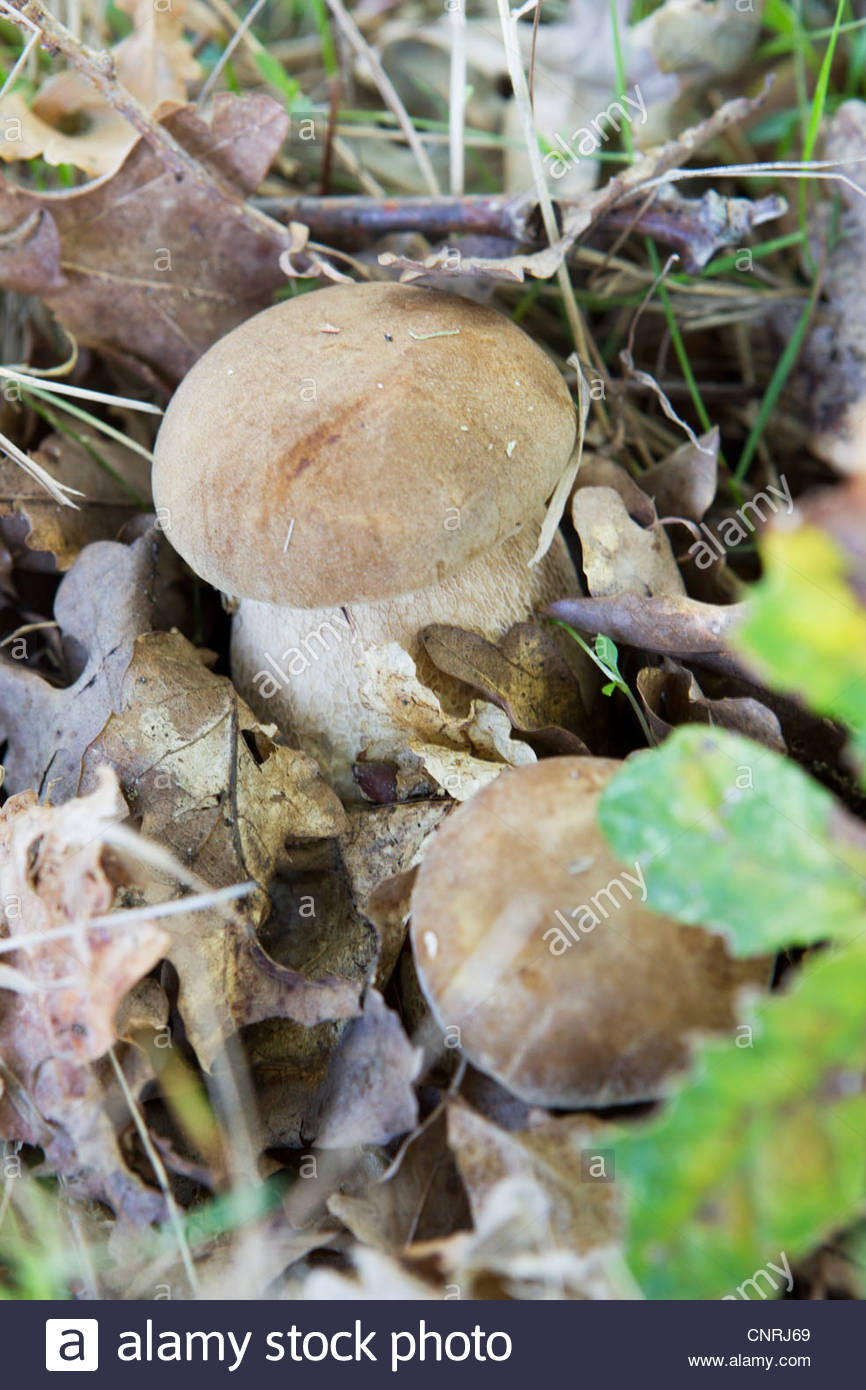 Growing Porcini Mushrooms
 Porcini mushrooms growing in soil Stock