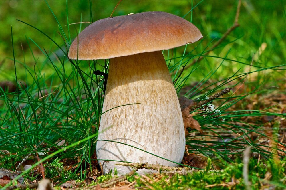 Growing Porcini Mushrooms
 30 g BOLETUS EDULIS Grain Spawn Mushroom Mycelium Cep