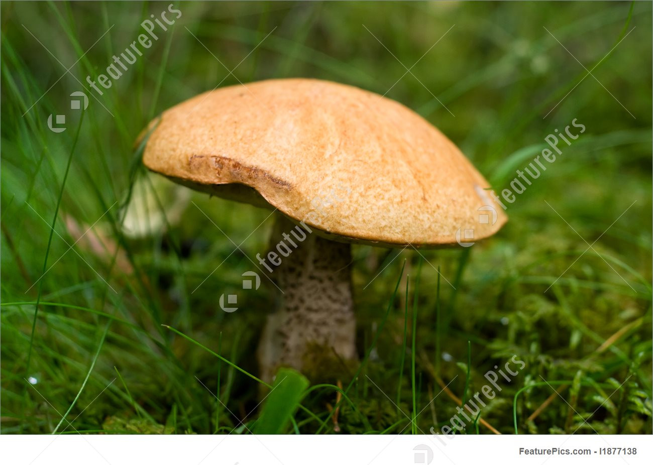 Growing Porcini Mushrooms
 Porcini Mushroom Growing In Forest Picture