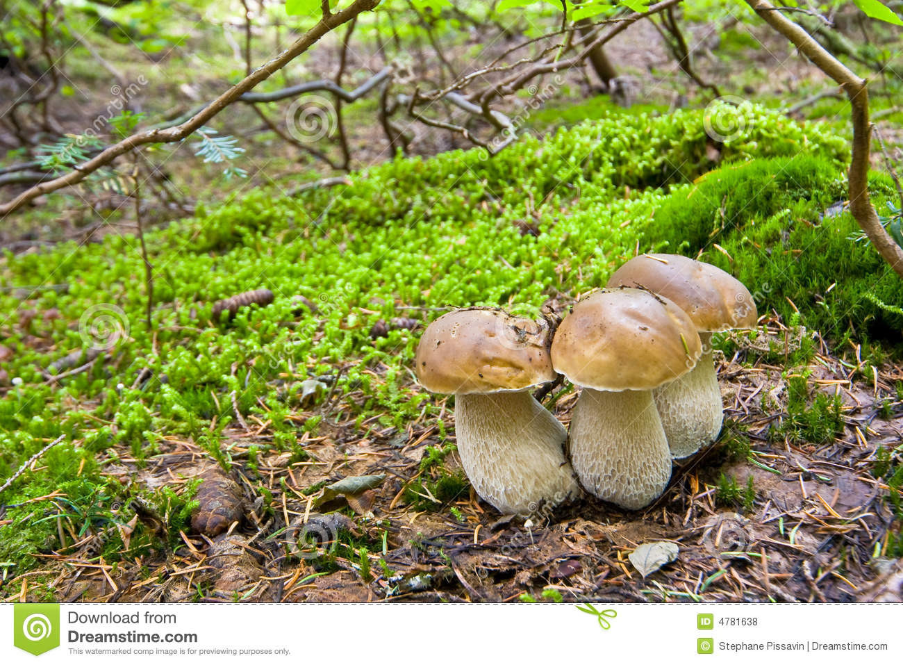 Growing Porcini Mushrooms
 Porcini mushroom stock photo Image of wild fall edulis