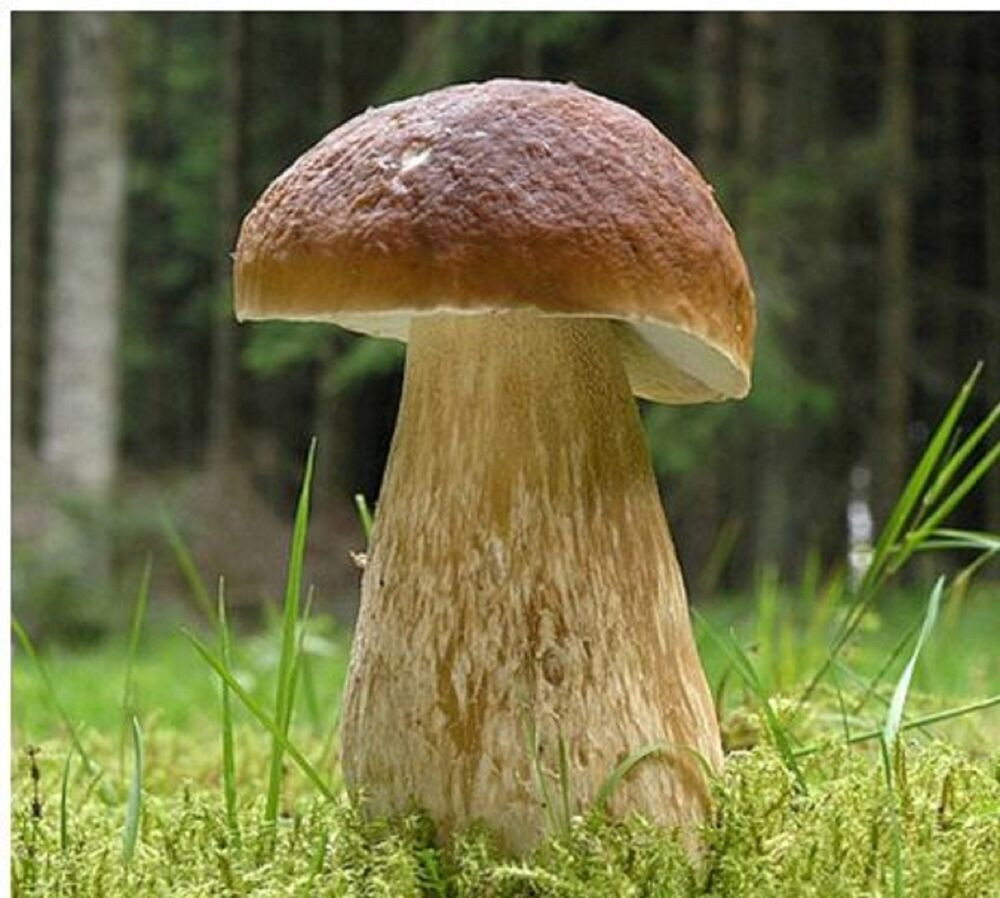 Золотистый белый гриб