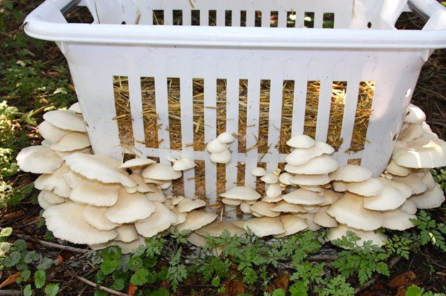 Growing Shiitake Mushrooms Indoors
 Growing mushrooms in a laundry basket Milkwood