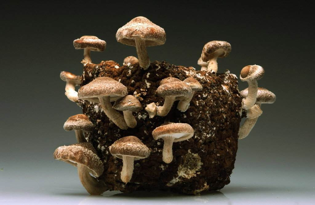 Growing Shiitake Mushrooms Indoors
 How to Grow Wild Mushrooms at Home