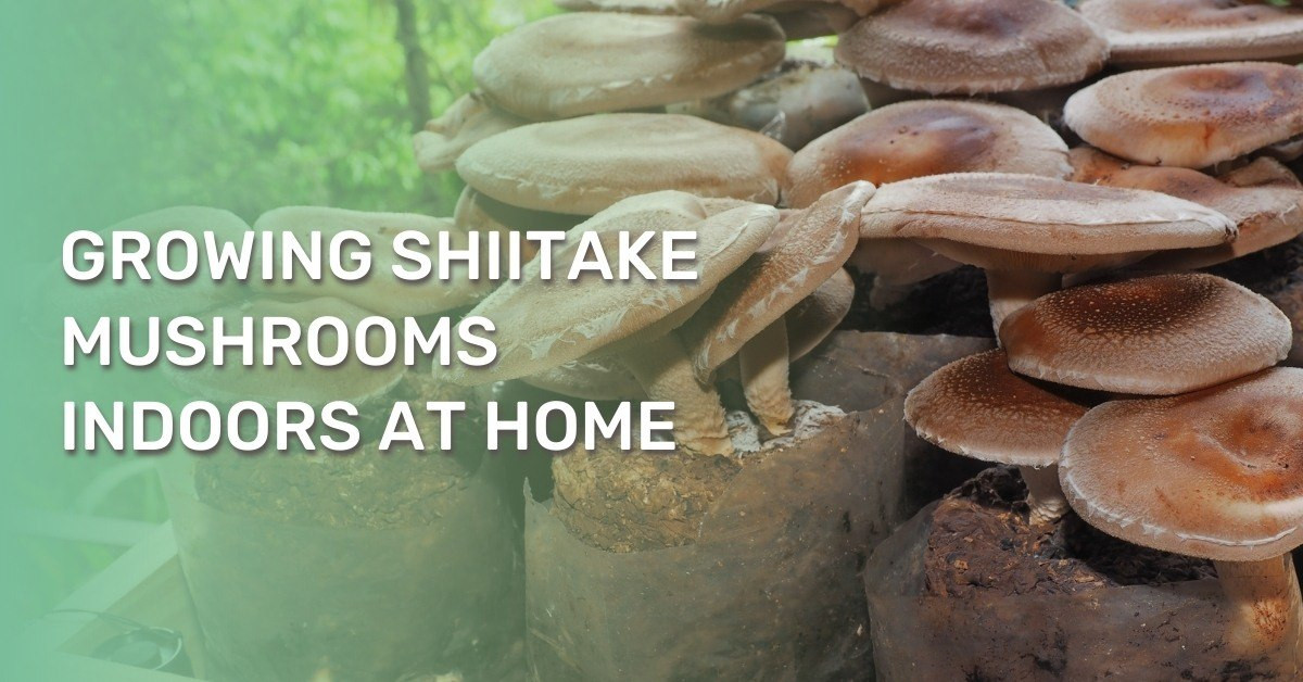 Growing Shiitake Mushrooms Indoors
 Growing Shiitake Mushrooms Indoors at Home Eco Peanut