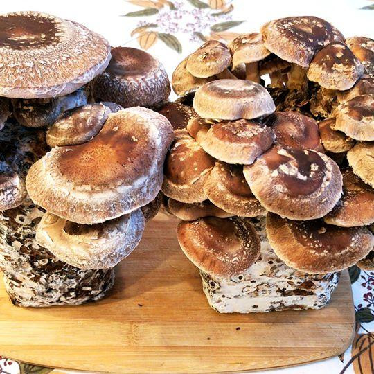 Growing Shiitake Mushrooms Indoors
 2 Indoor Shiitake Mushroom Kits – Gourmet Mushroom
