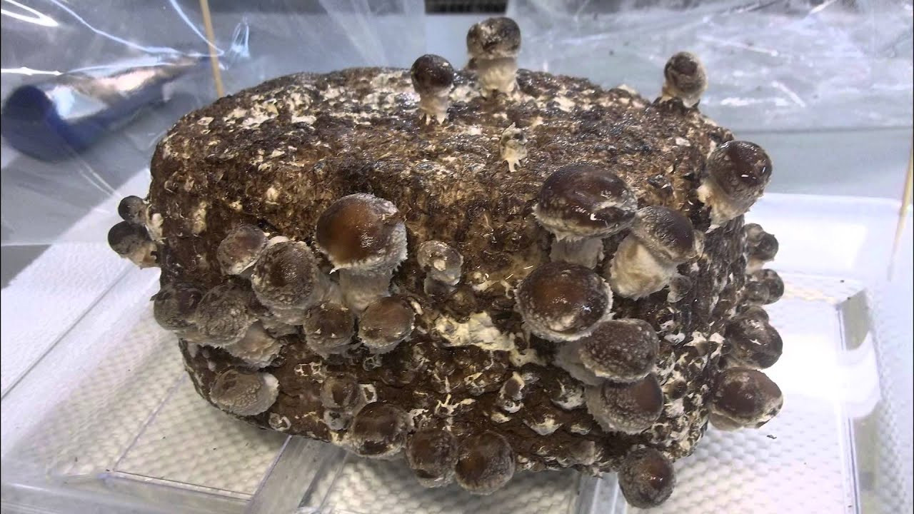 Growing Shiitake Mushrooms Indoors
 Growing Organic Shiitake Mushrooms Indoors