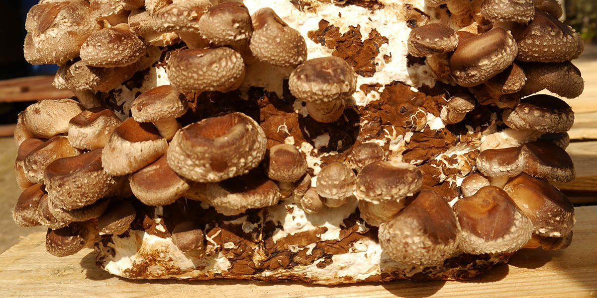 Growing Shiitake Mushrooms Indoors
 How To Grow Shiitake Mushrooms The Ultimate Guide GroCycle