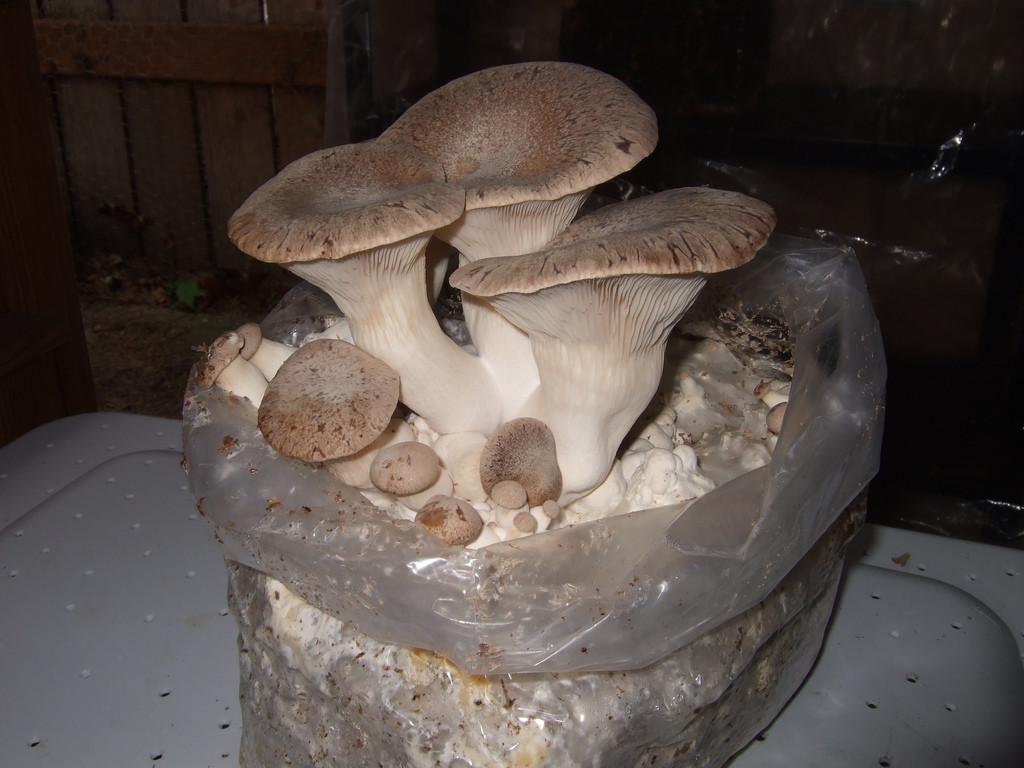 Growing Shiitake Mushrooms Indoors
 Growing Mushrooms How To Grow Mushrooms At Home