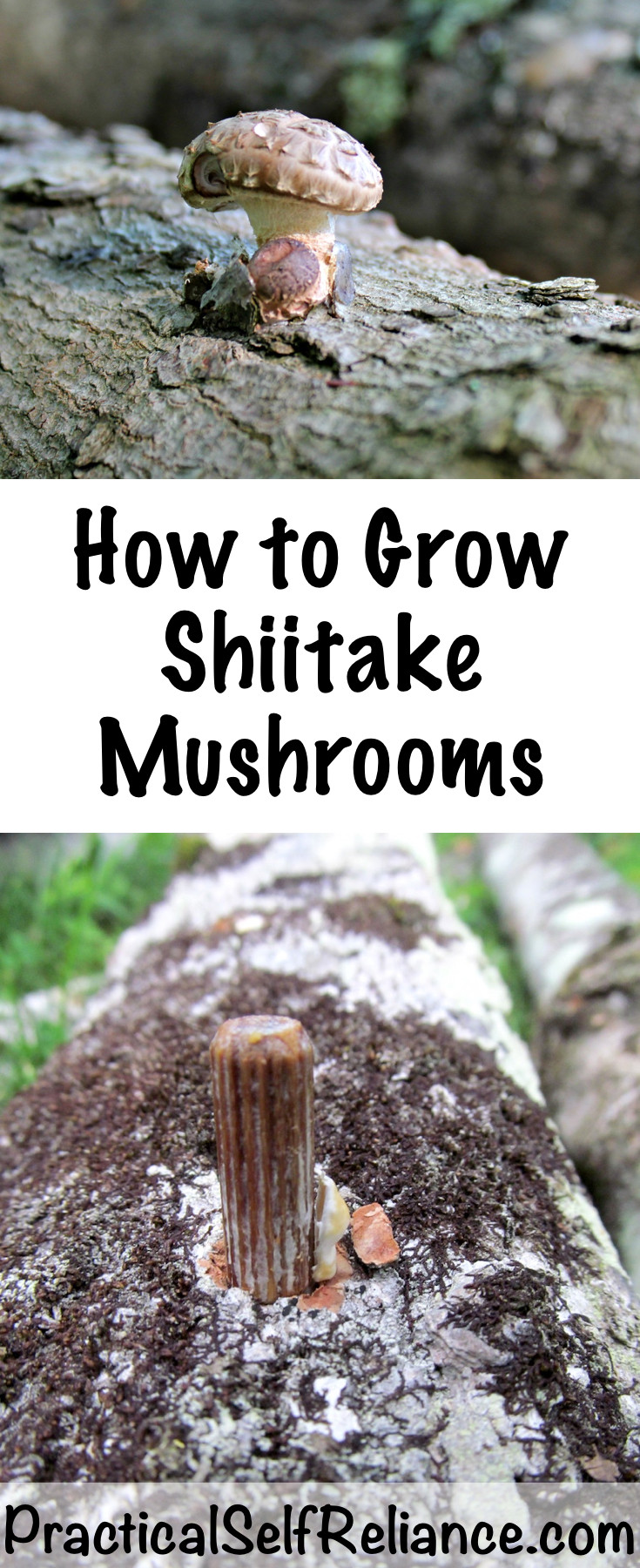 Growing Shiitake Mushrooms Indoors
 How to Grow Shiitake Mushrooms