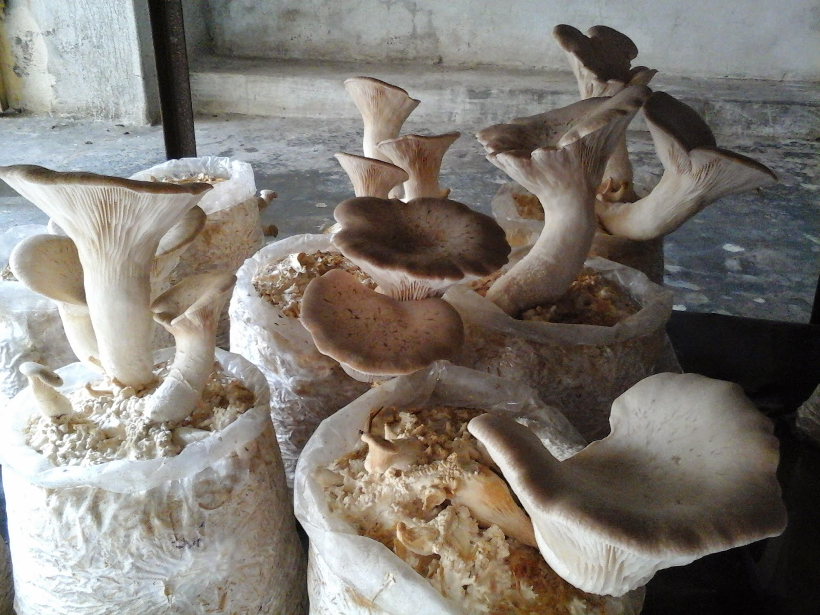 King Oyster Mushrooms
 SUCCESSFUL CULTIVATION OF KING OYSTER MUSHROOM IN FAIZABAD