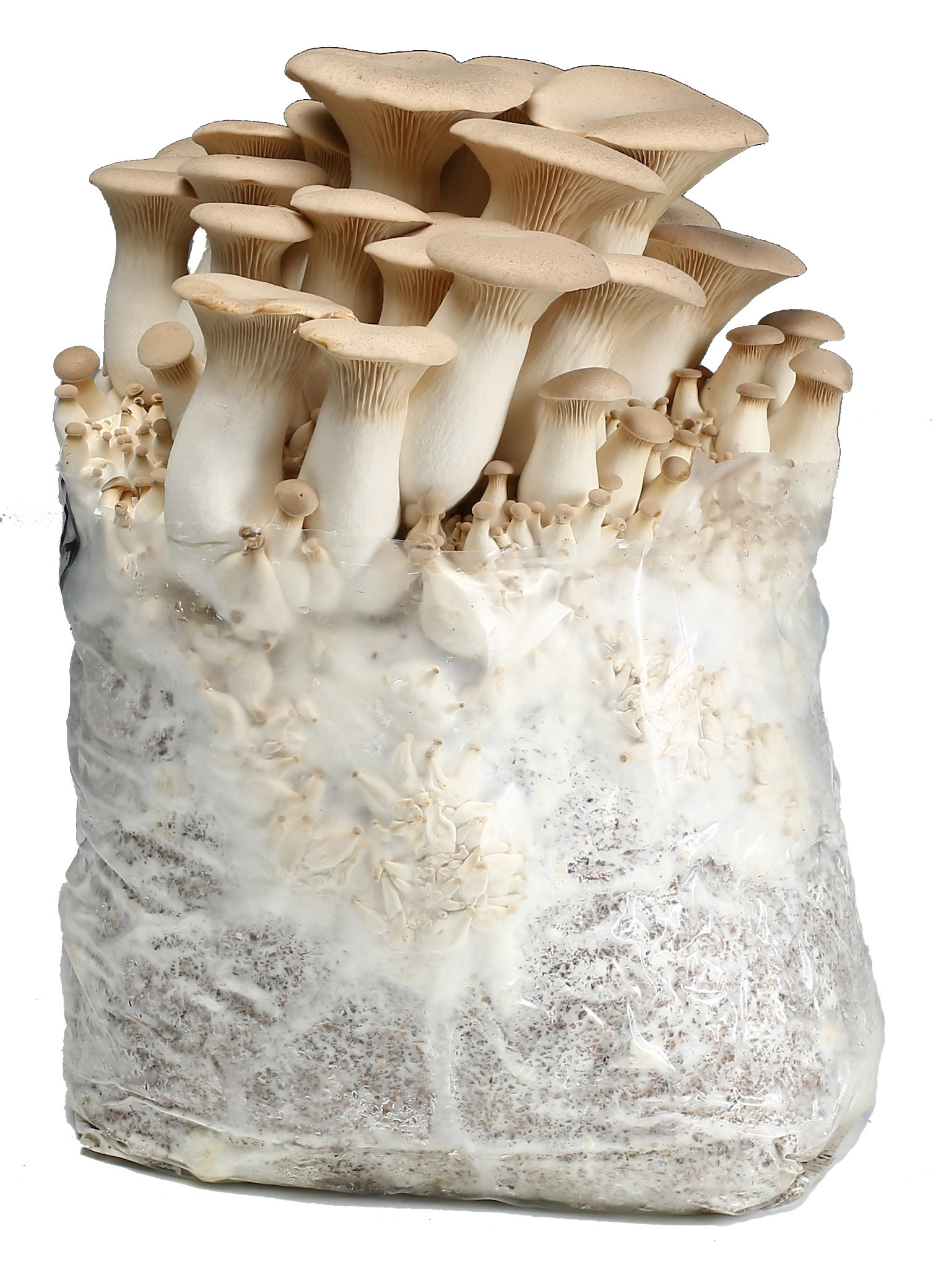 King Oyster Mushrooms
 king oyster mushroom health benefits