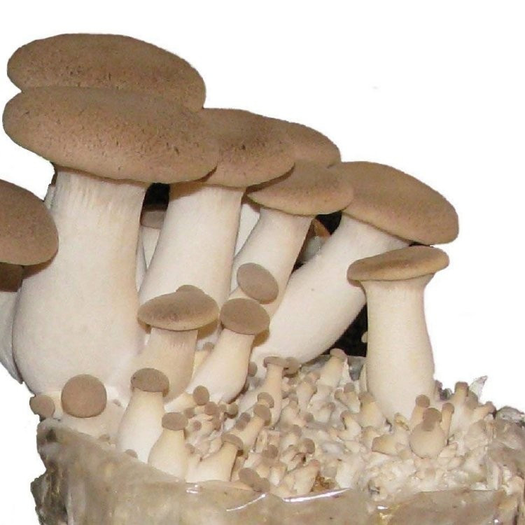 King Oyster Mushrooms
 King Oyster Mushroom Grow Kit Produce your own Tasty