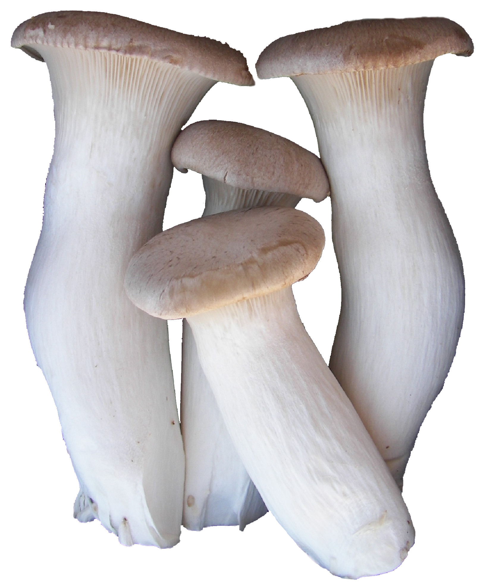 King Oyster Mushrooms
 Eryngii King Oyster Mushrooms — Specialty Food — Fresh & Wild