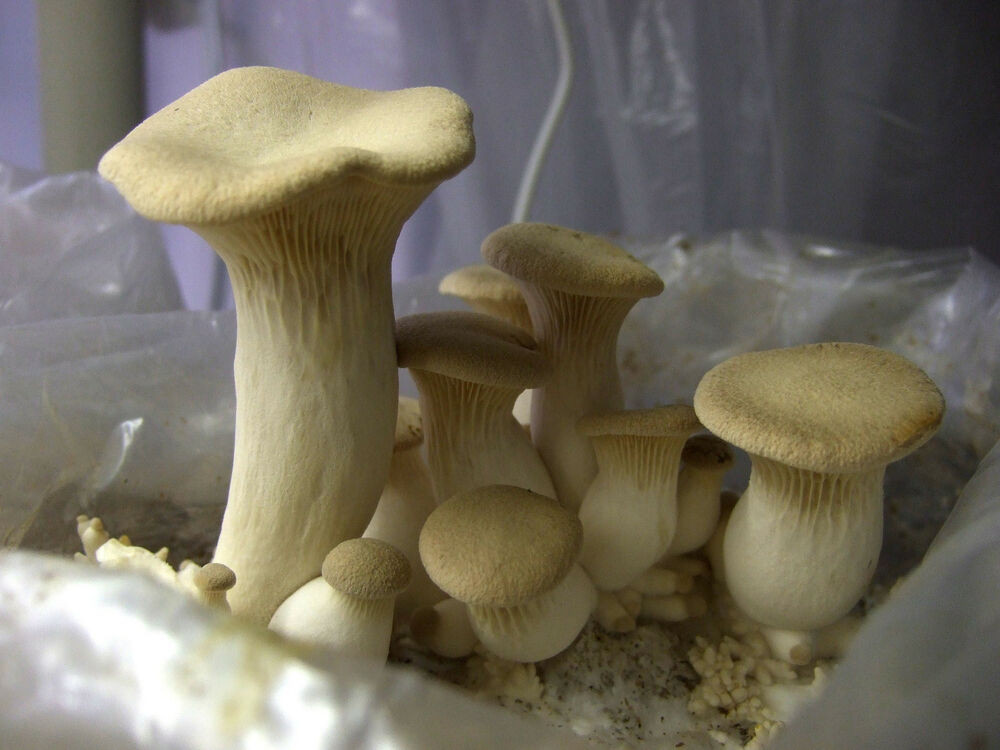 King Oyster Mushrooms
 20 g KING OYSTER Spawn Pleurotus eryngii Mycelium Mushroom