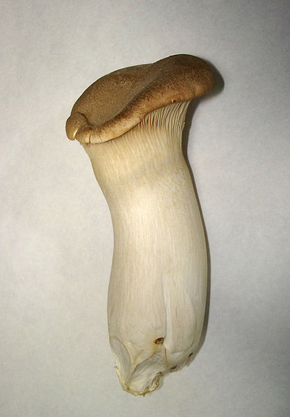 King Oyster Mushrooms
 King oyster mushroom Wiki facts for this cookery ingre nt