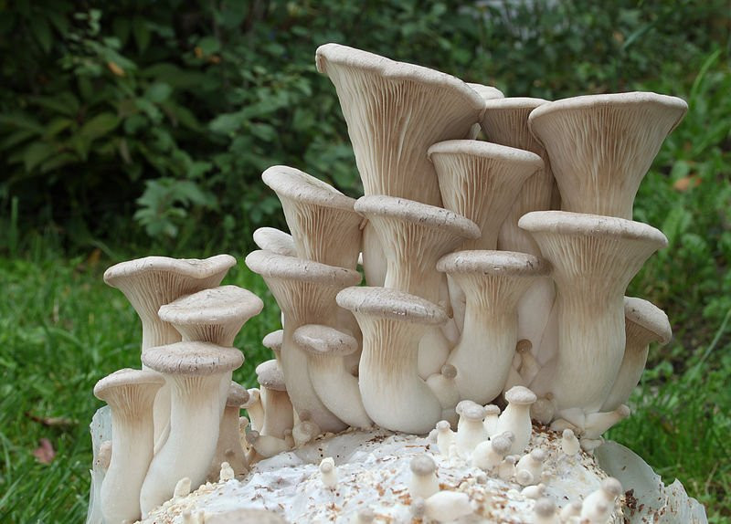 King Oyster Mushrooms
 Growing mushrooms at home GardenDrum
