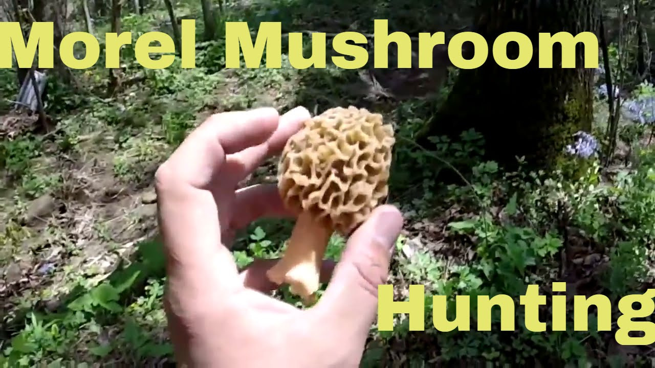 Morel Mushrooms Hunting
 Morel Mushroom Hunting