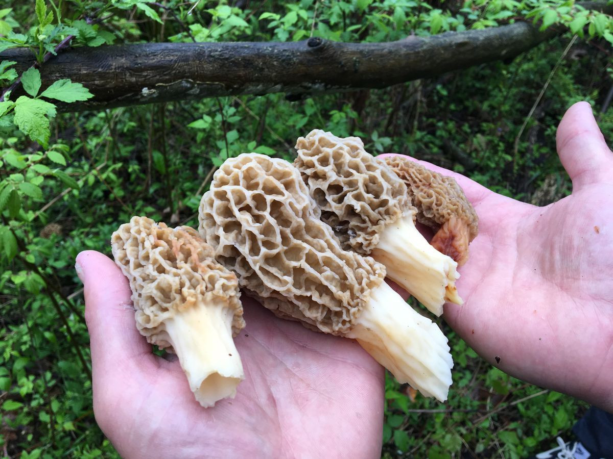 Morel Mushrooms Hunting
 Morel mushroom jackpot could be found at these recent burn