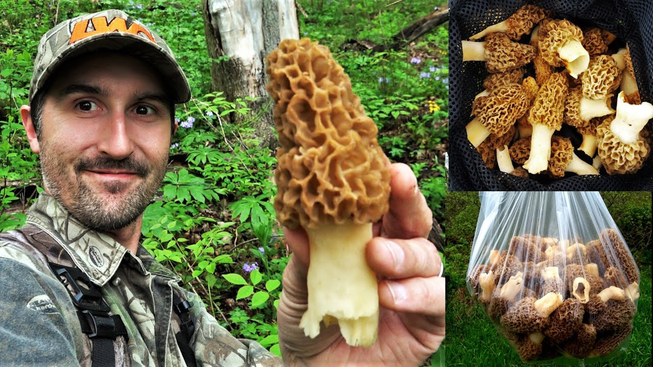 Morel Mushrooms Hunting
 MOREL MUSHROOM HUNTING GUIDE 2020 HOW TO FIND MORELS