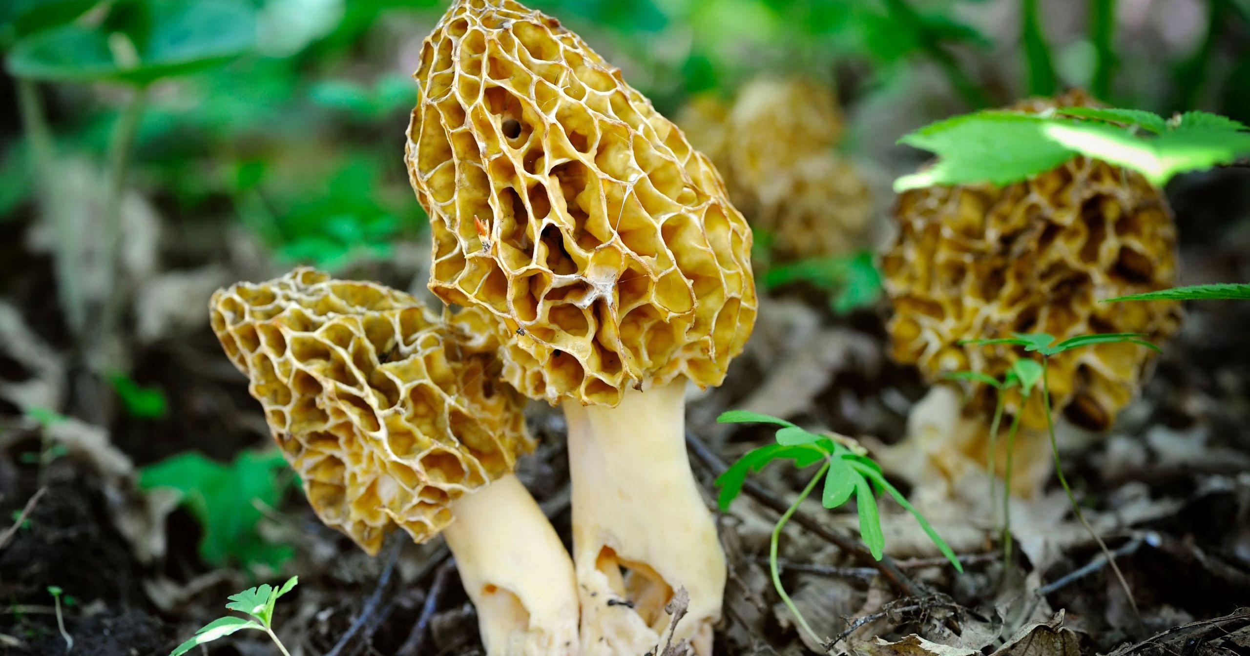 Morel Mushrooms Hunting
 Tips for wrapping up morel mushroom season in Johnson County