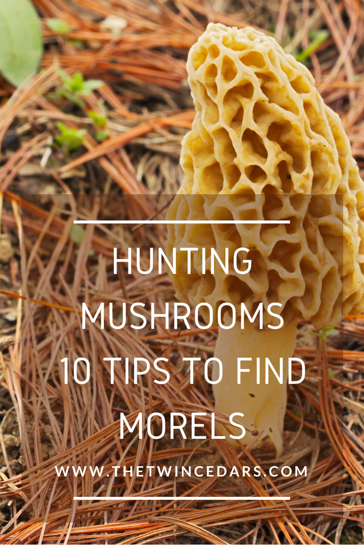 Morel Mushrooms Hunting
 Morel Mushroom Hunting 10 Tips you may not know