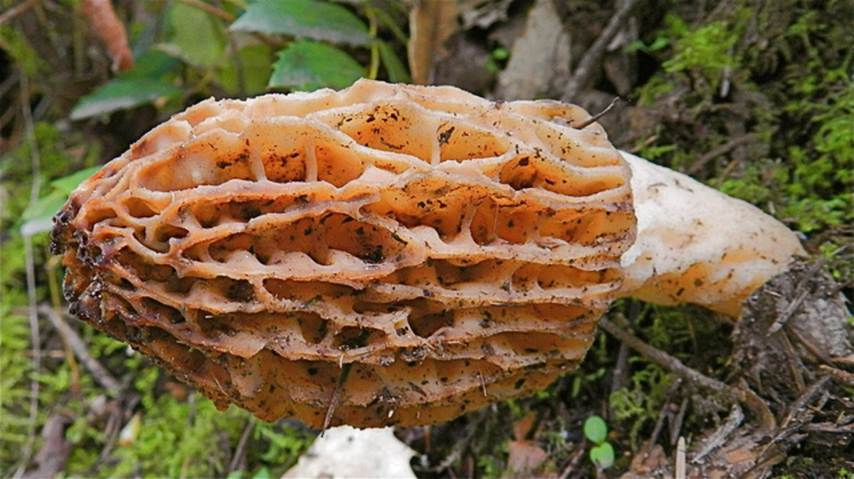 Morel Mushrooms Hunting
 Tips for Hunting Morel Mushrooms Delishably Food and Drink