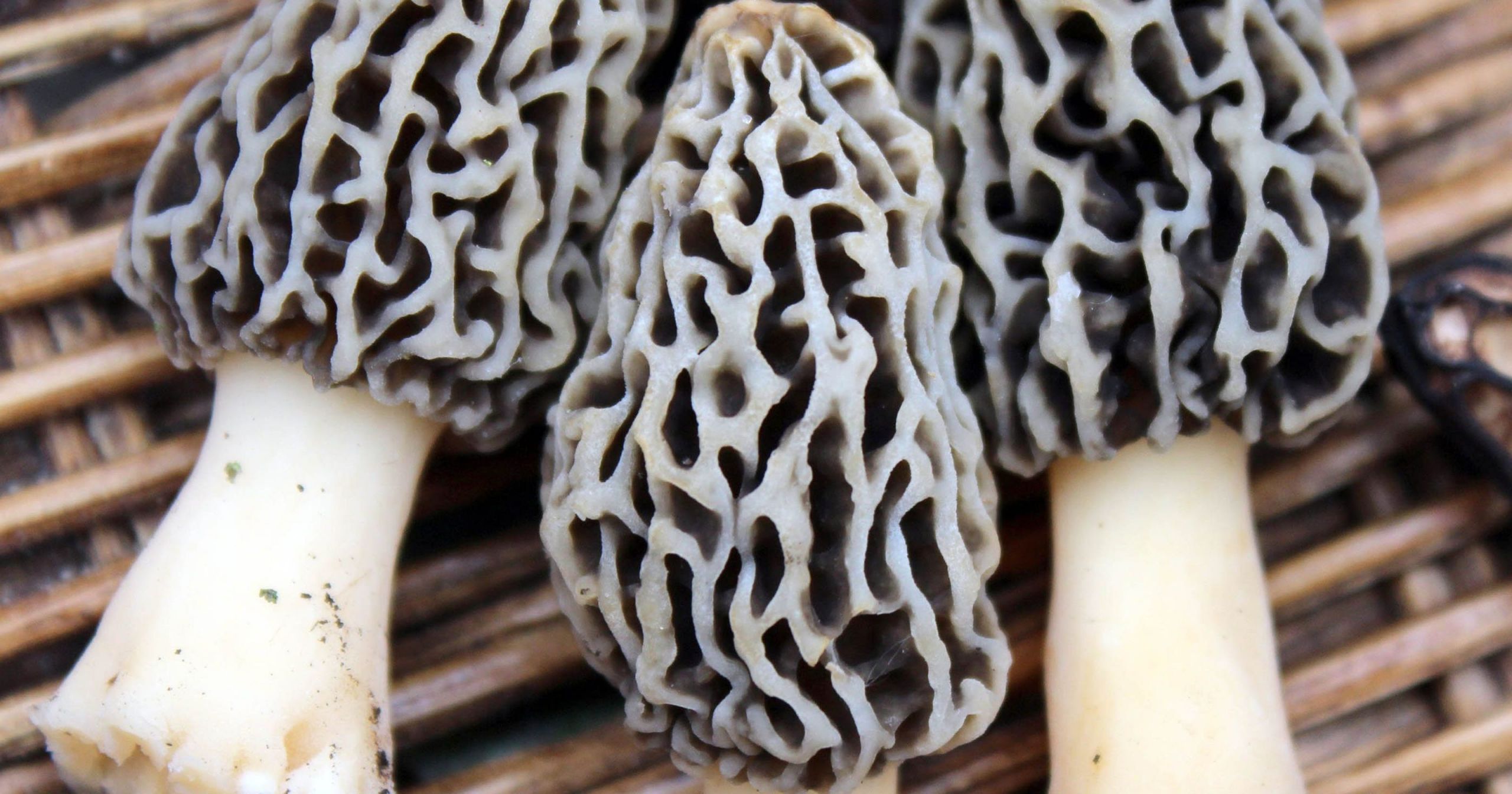 Morel Mushrooms Hunting
 Morel mushroom hunting Be e an expert in 1 day