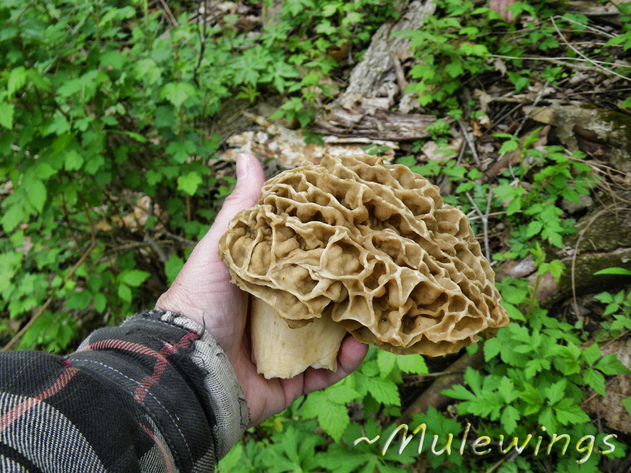 Morel Mushrooms Hunting
 Mulewings Hunting Morel Mushrooms