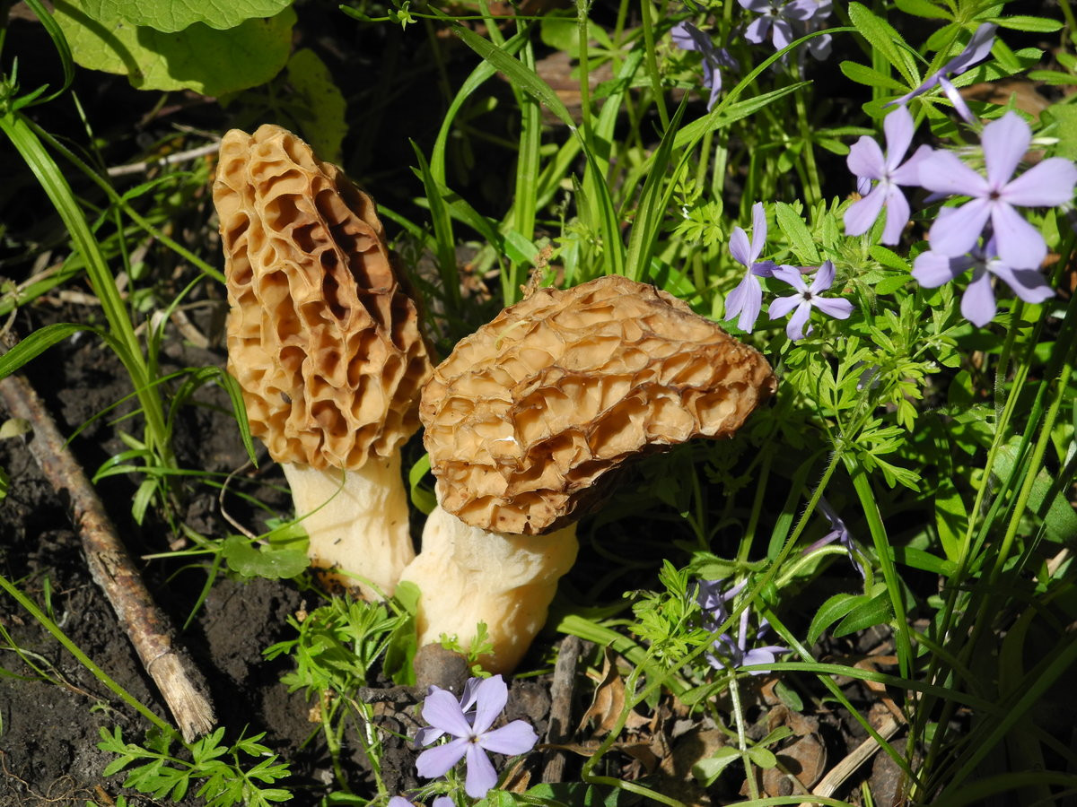 Morel Mushrooms Hunting
 Hunting The Magnificent Morels – Northland Lifestyle Magazine