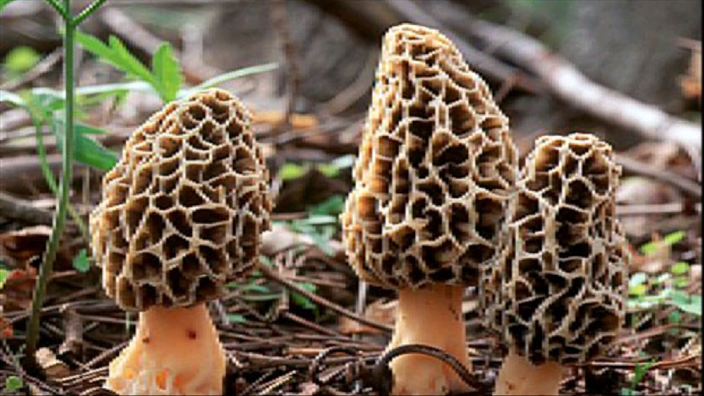 Morel Mushrooms Hunting
 Morel mushroom hunters report early sightings in Missouri